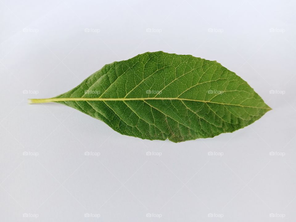 close up bitter leaf on white background