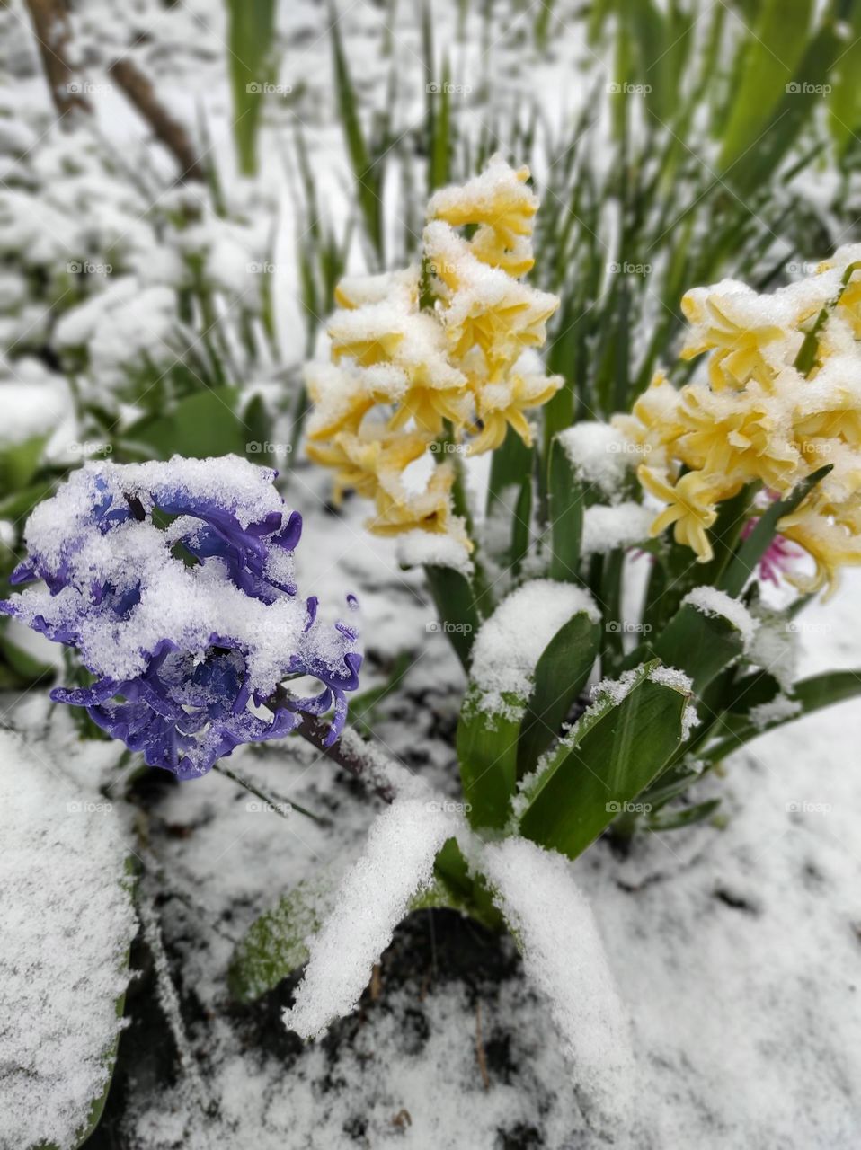 flowers covered with snow