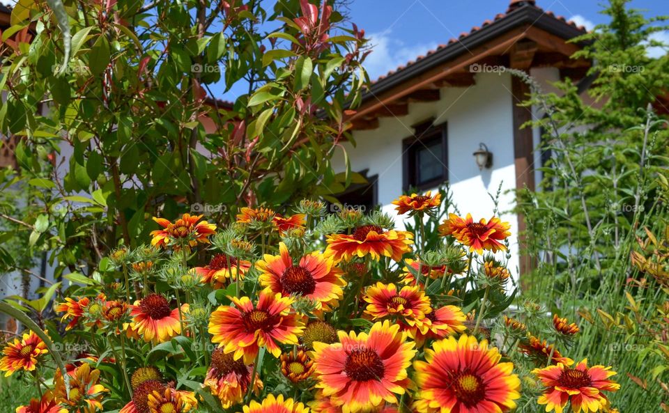 Flowers in my garden