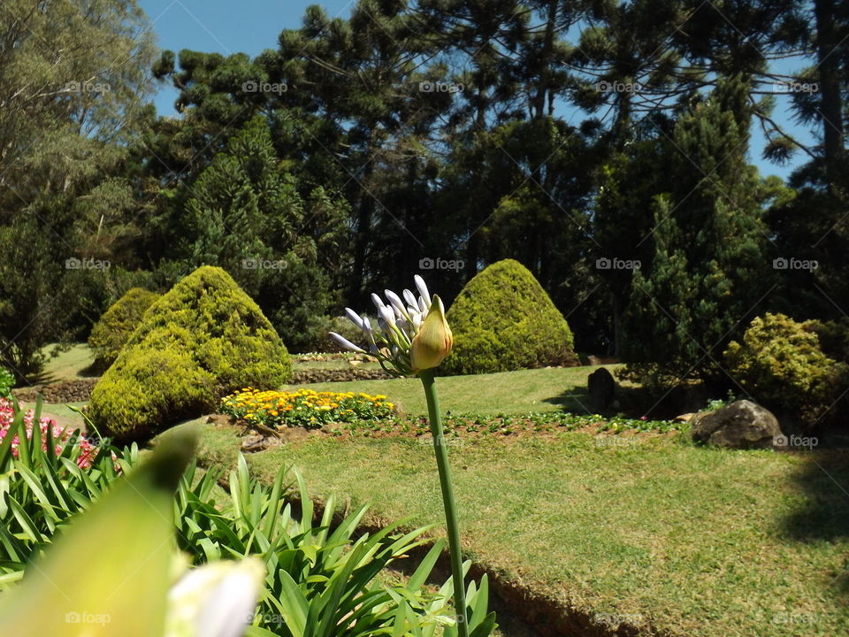 Agapanthus, or Lily of the Nile.