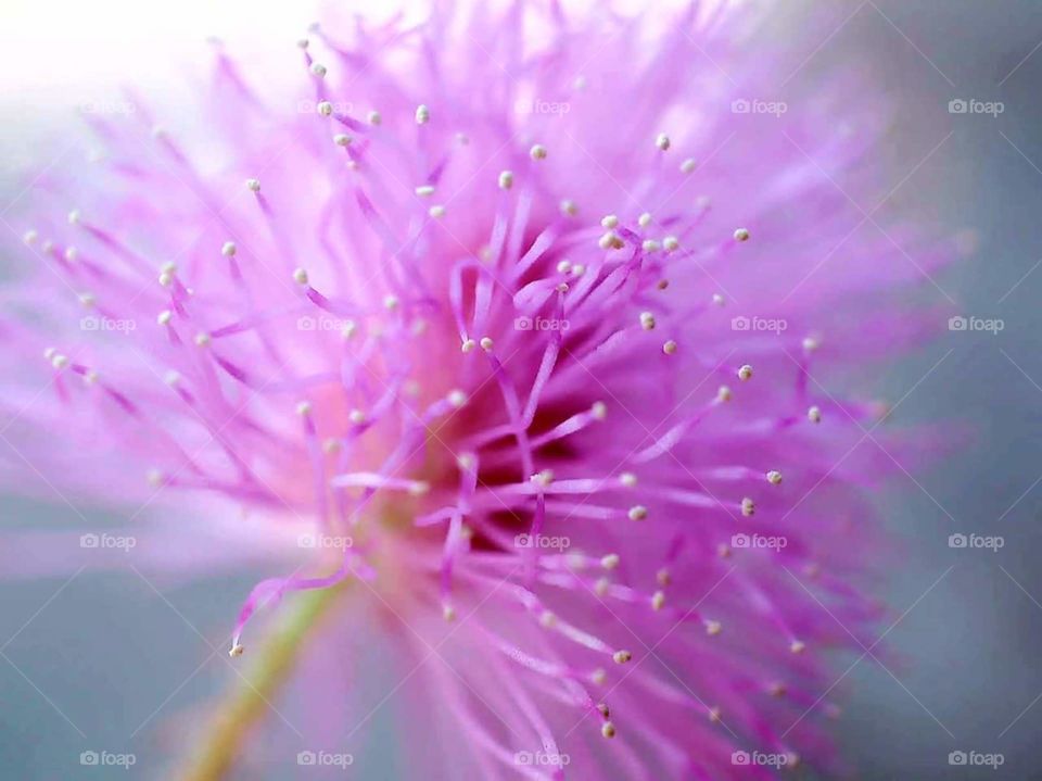 Weed Flower Pink