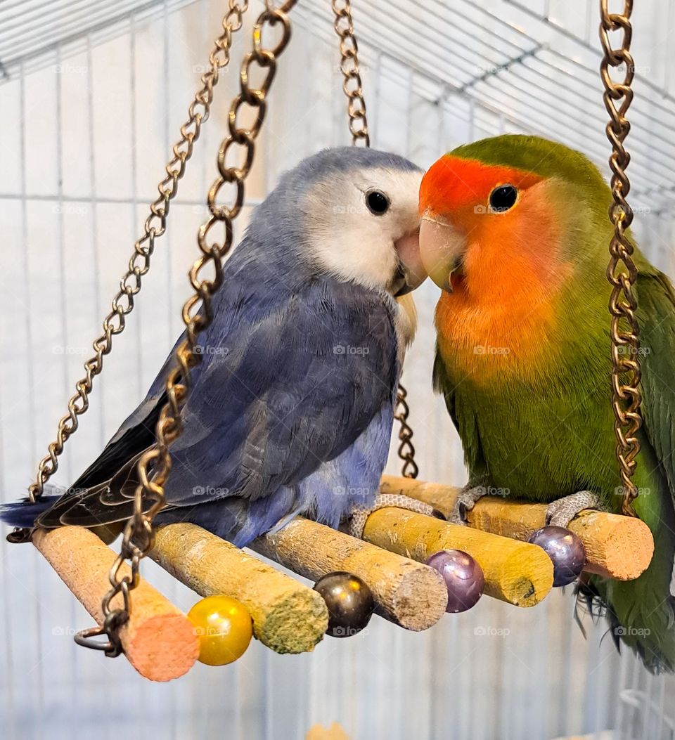 My bird, they are called pygmy parrots🤠🐦