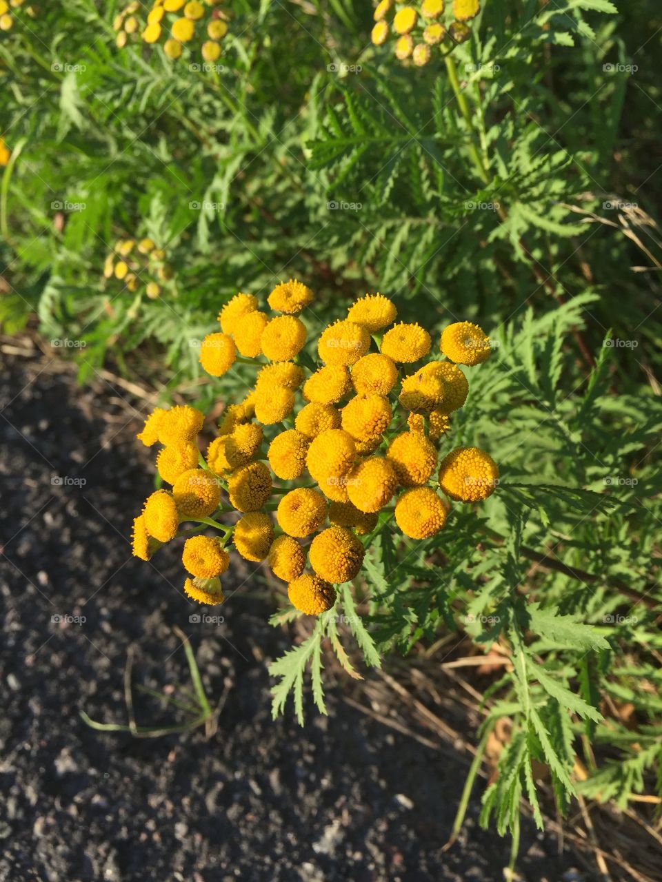 Flowers catched in a walk 