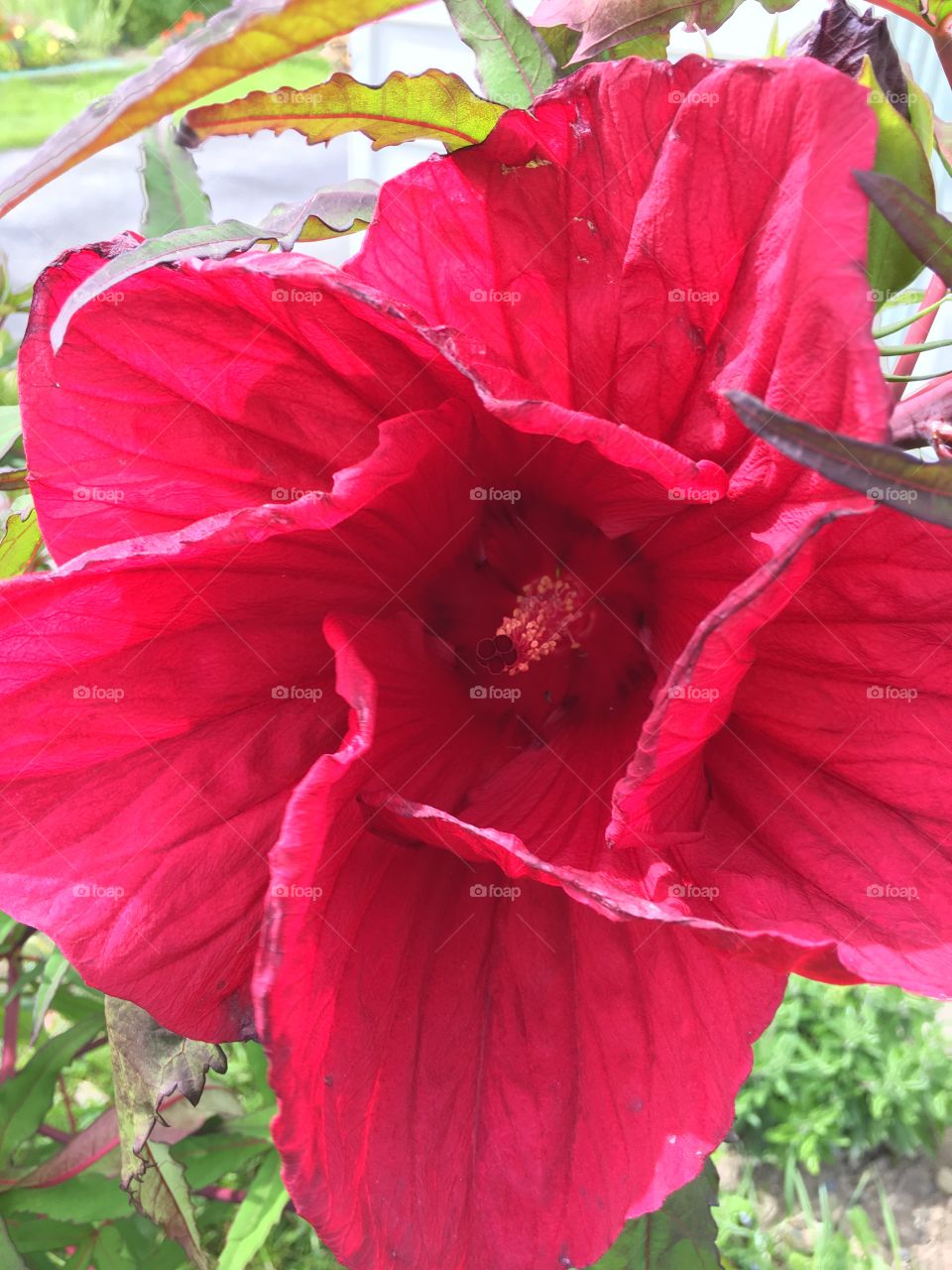 Hibiscus flower