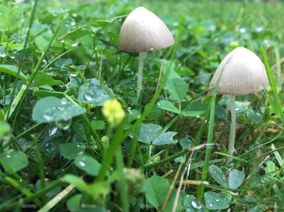 Little mushrooms on a rainy day 