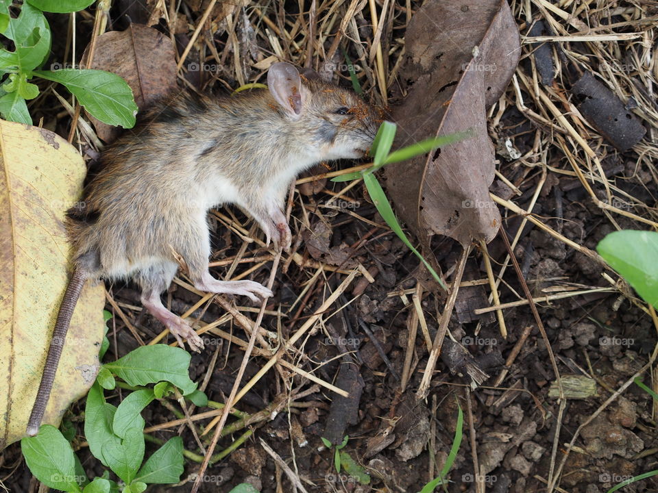 A dead rat. It may be bited by a cat or a dog