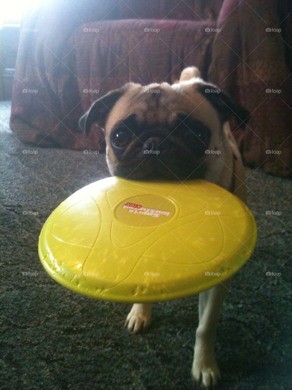 Pug with frisbee