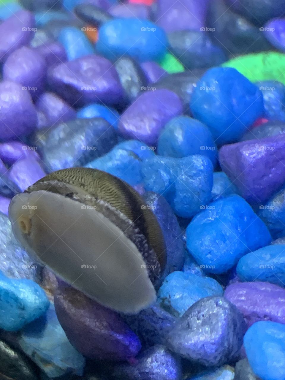 Nerite snail 