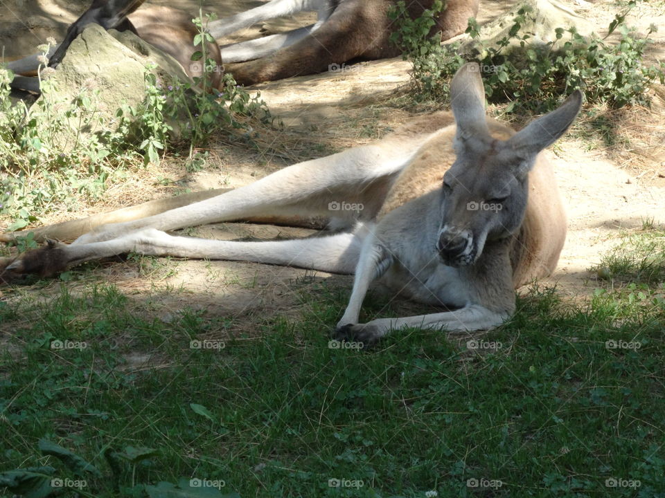 Lazy kangaroo