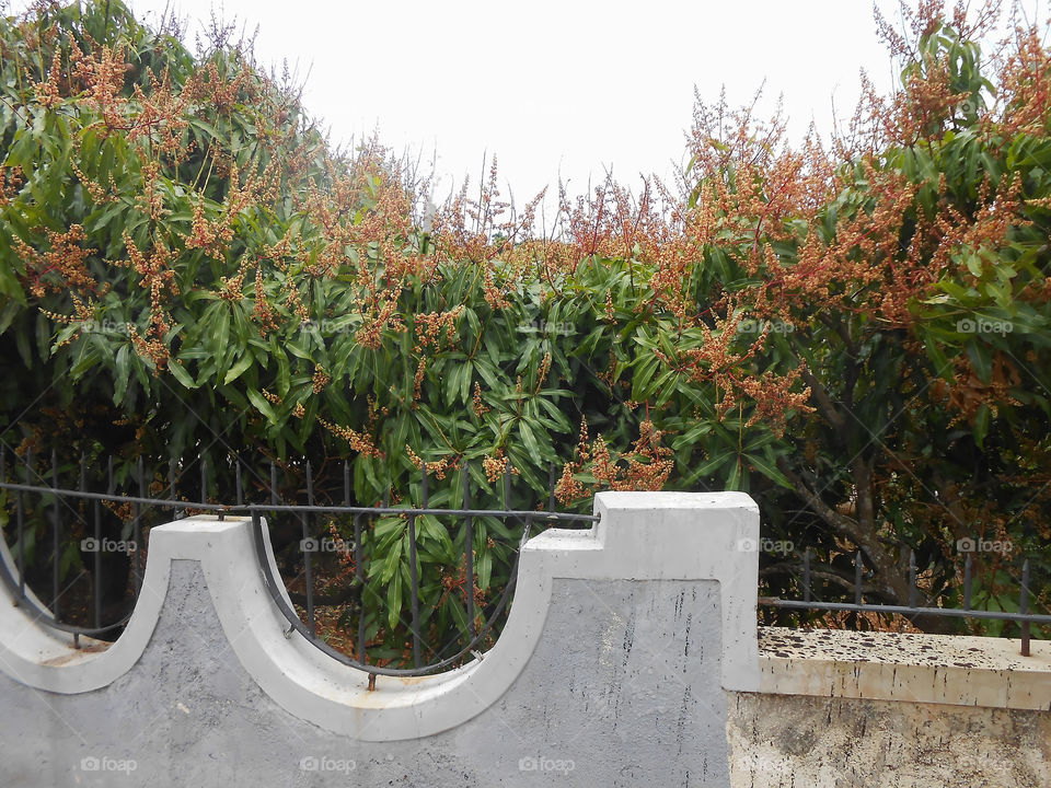 Blooming Mango Trees