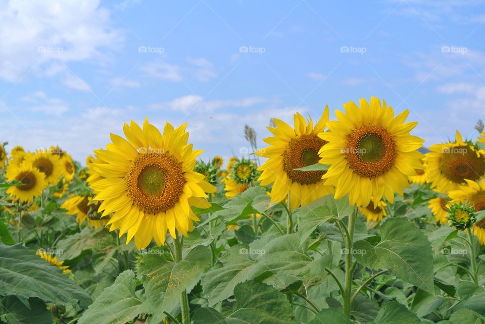 Sunshine with Sunflowers