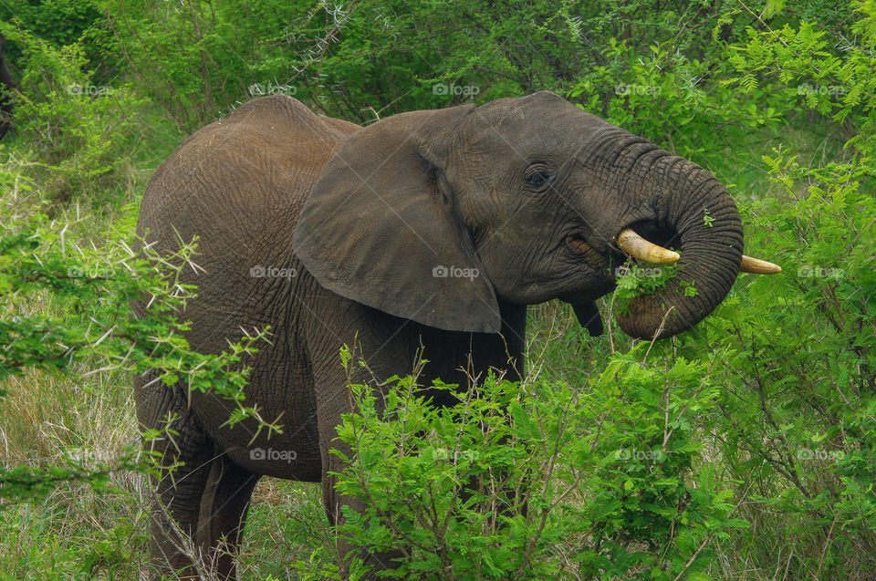 African elephant eating feeding