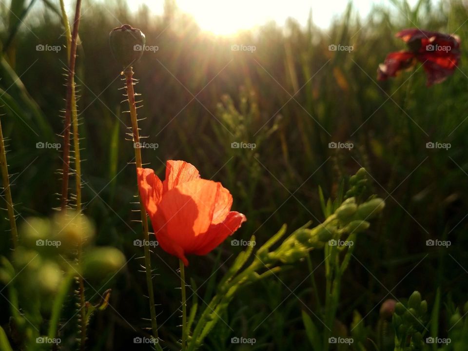 Poppy flower in the field in the summer. Green field. Nature photography