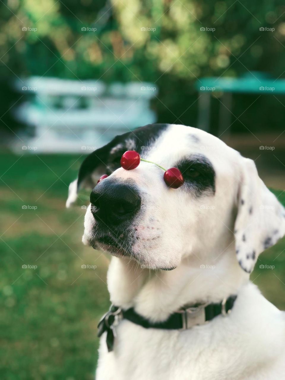 Summertime Cherry- Dog