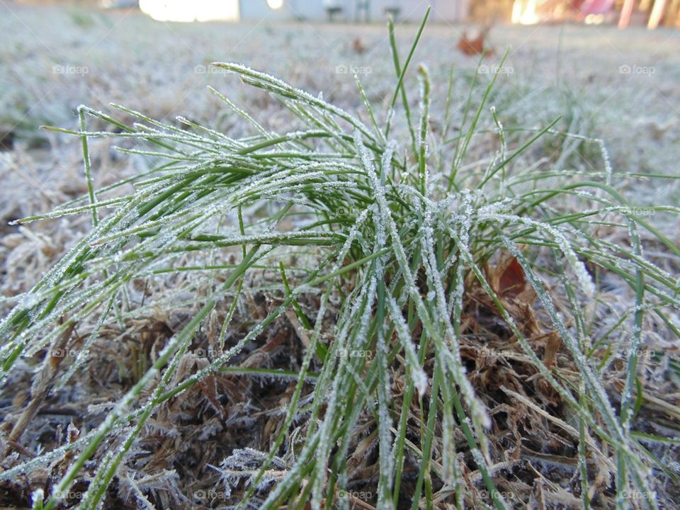 Frosted Grass