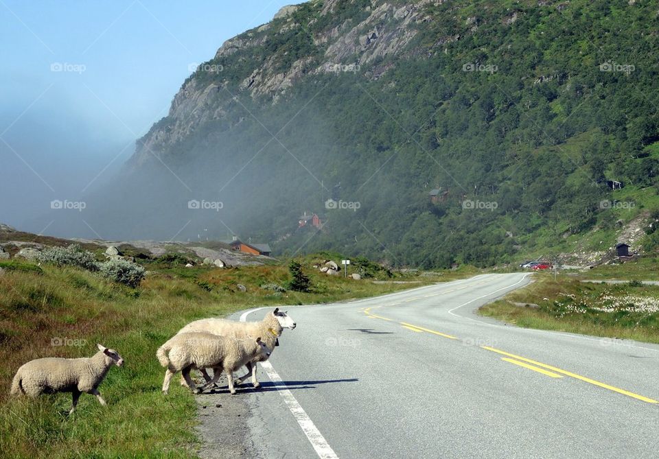 Road crossing 