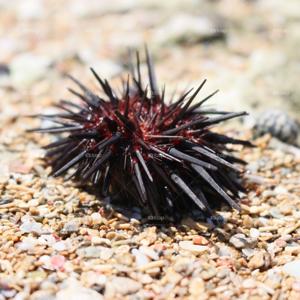 Sea Urchin