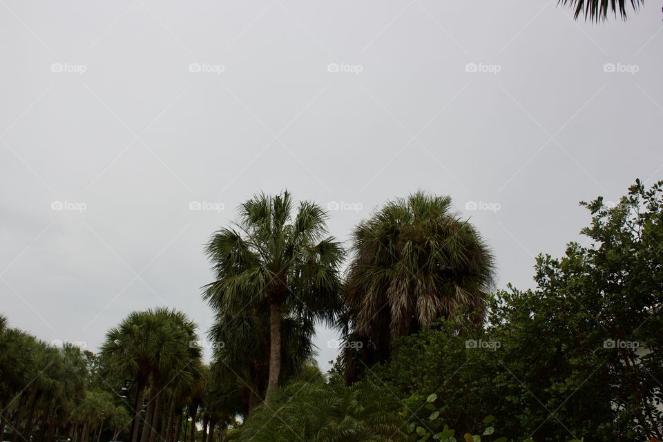 Beautiful palm trees In Florida:) 