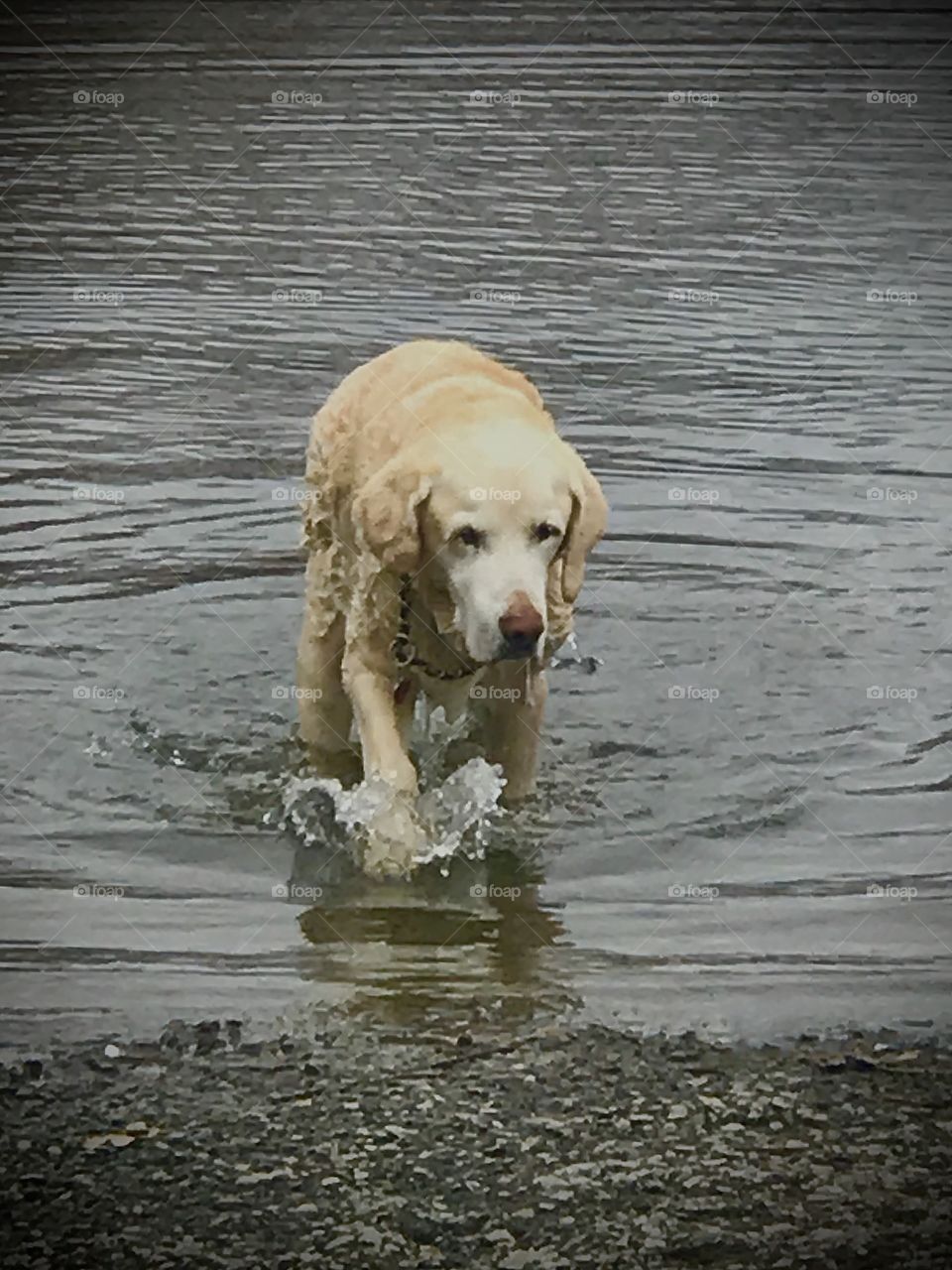 Wet dog