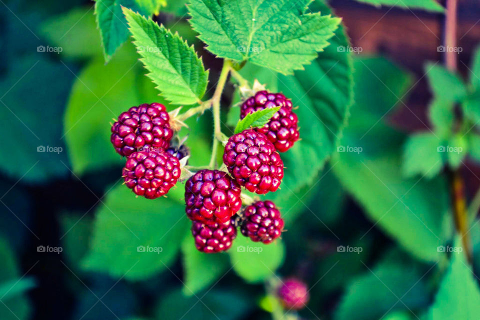 berries