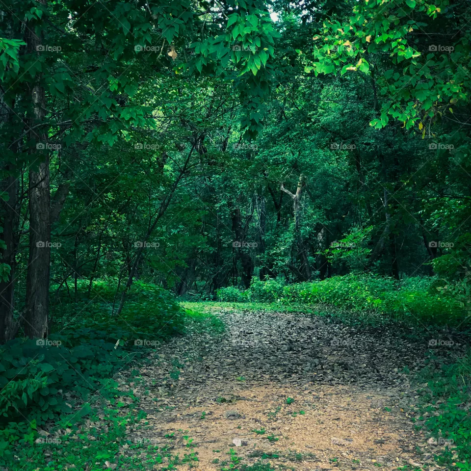Green Woods