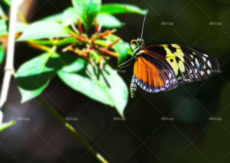 Butterfly, Insect, Nature, No Person, Outdoors