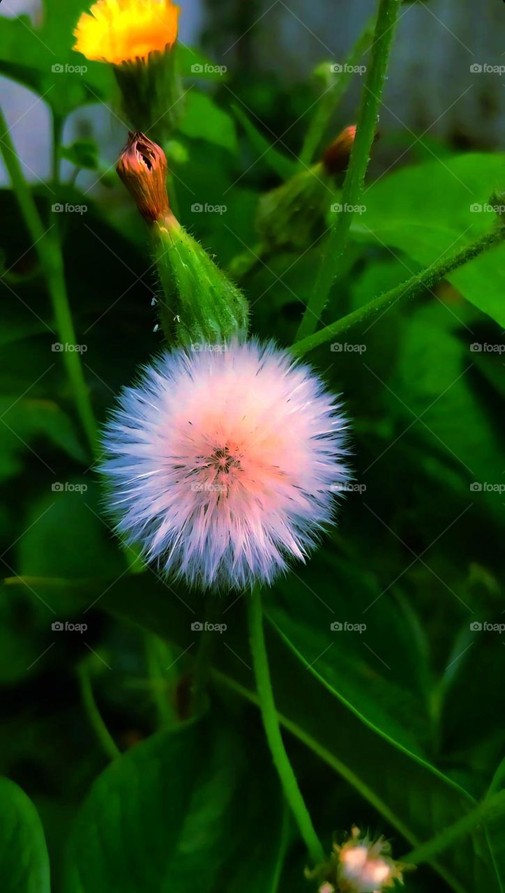 This photograph captures a moment of stillness, inviting the viewer to appreciate the simple yet profound beauty in everyday nature. The contrast of colors and textures suggests a message of diversity and harmony in the natural world.