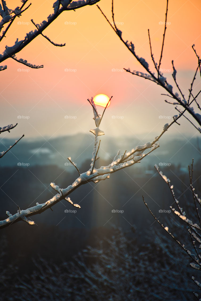 Beautiful orange winter sunset troug branches full of snow