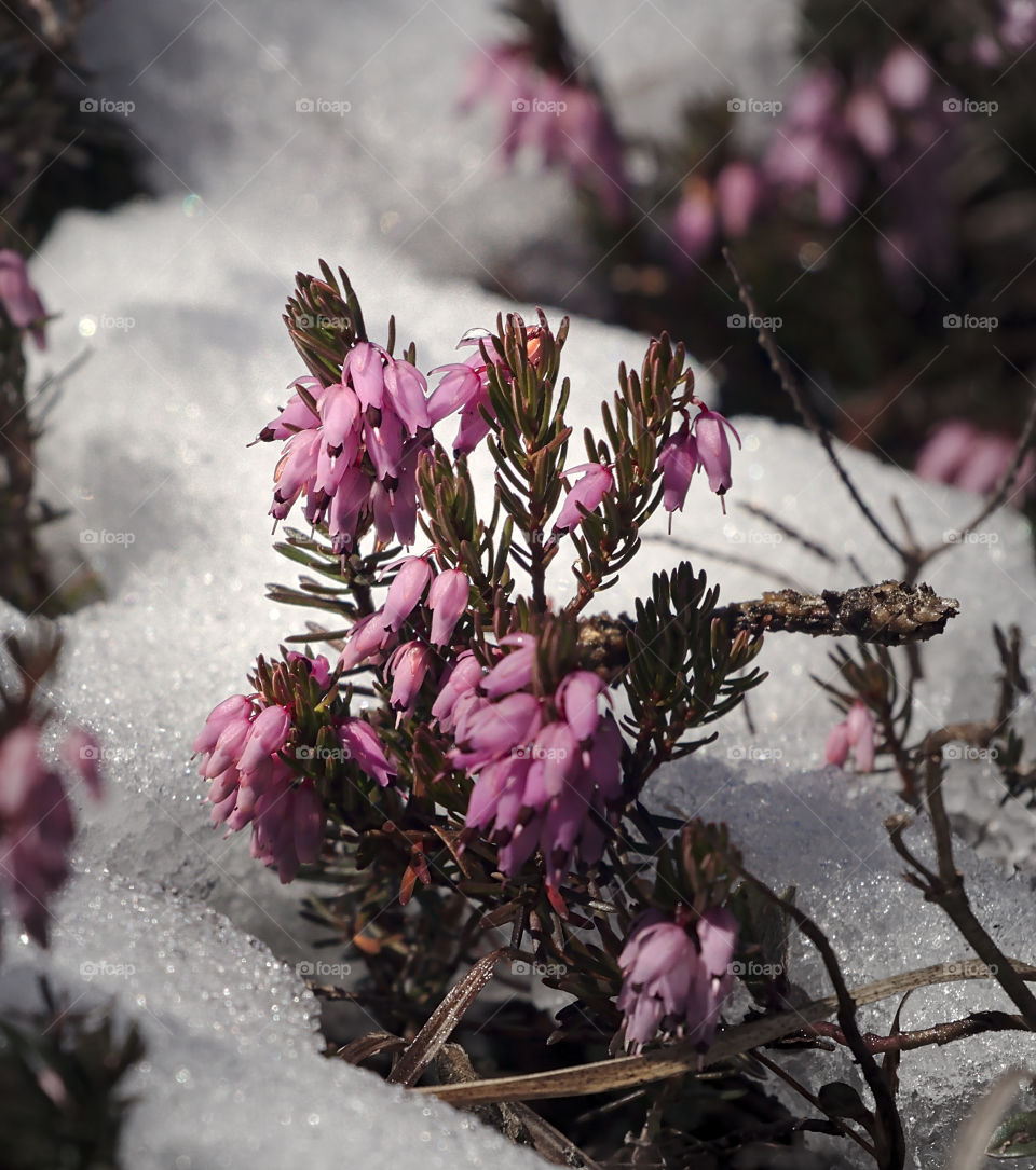 Pink alpine spring flower pushing through snow.