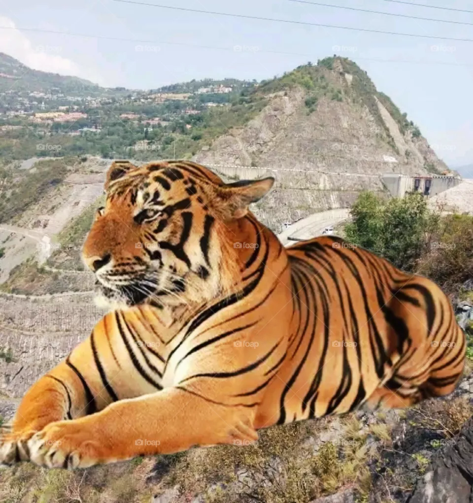 most beautiful and attractive tiger in the forest.