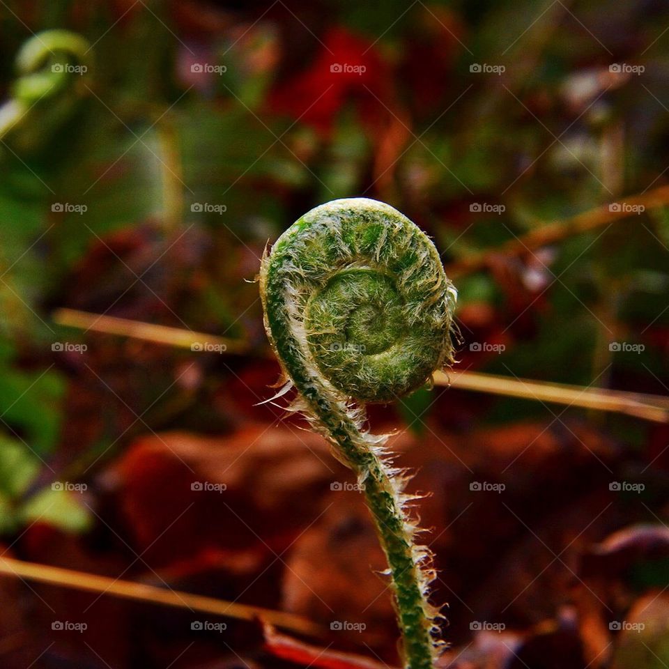 Fern