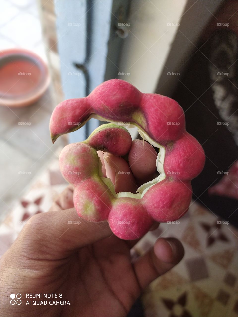 jungle jalebi natural sweet fruit also called pithecellobium