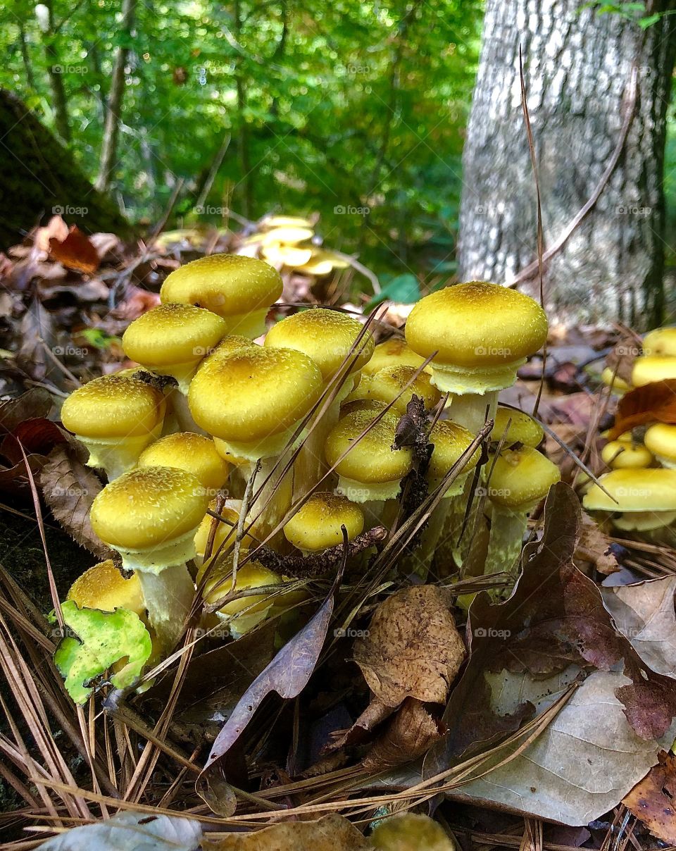 Cluster of bright golden mushrooms in forest 