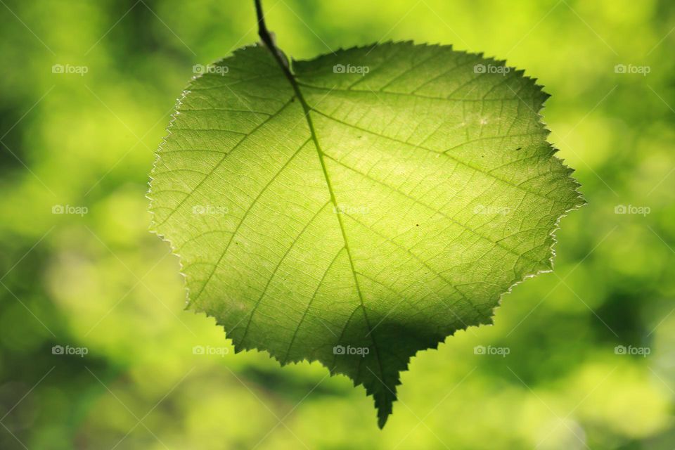 Closeup of green leaf in the forest 