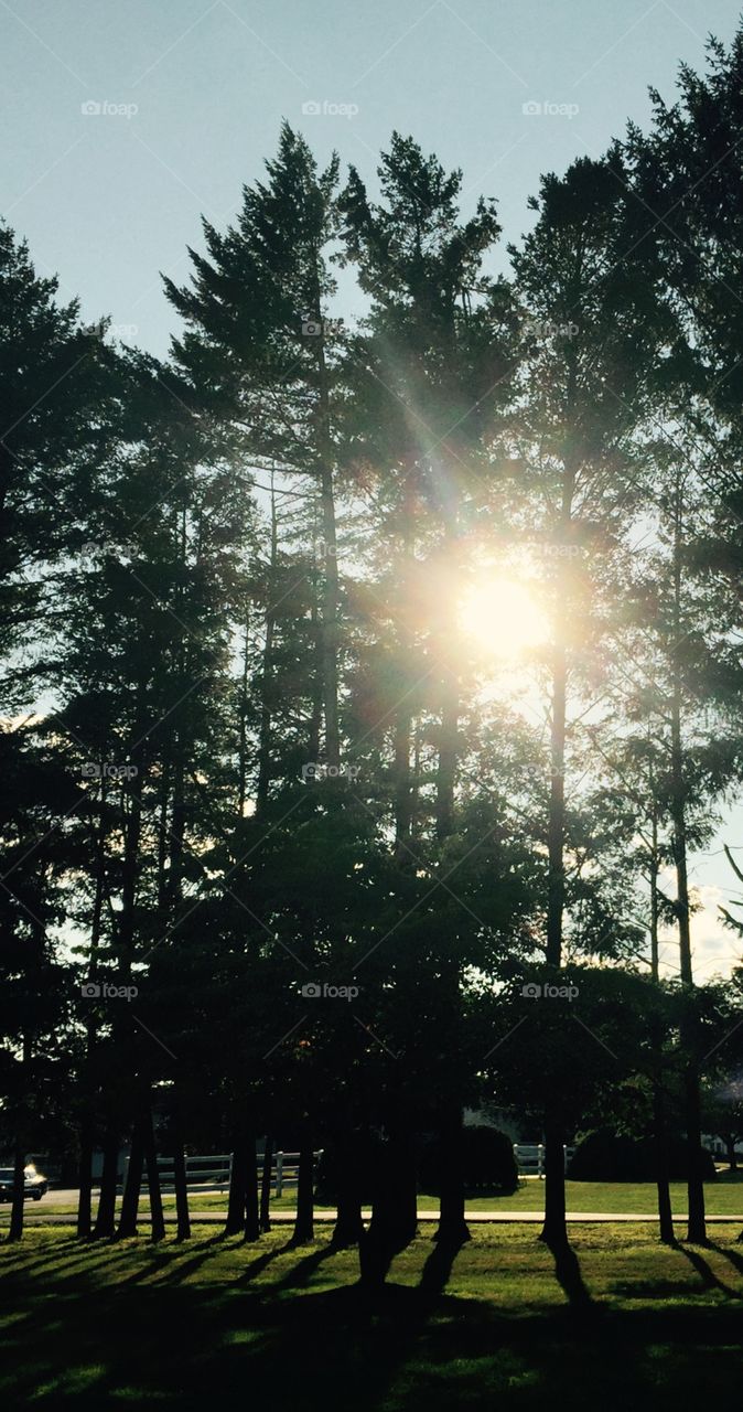 Morning sun through trees 