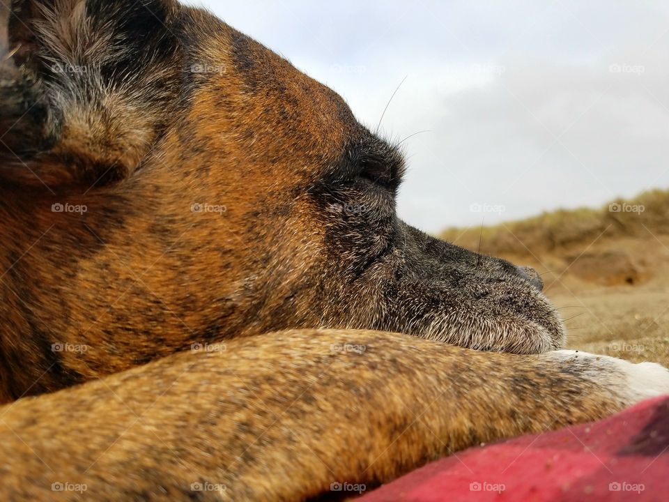 Thor resting at the coast!