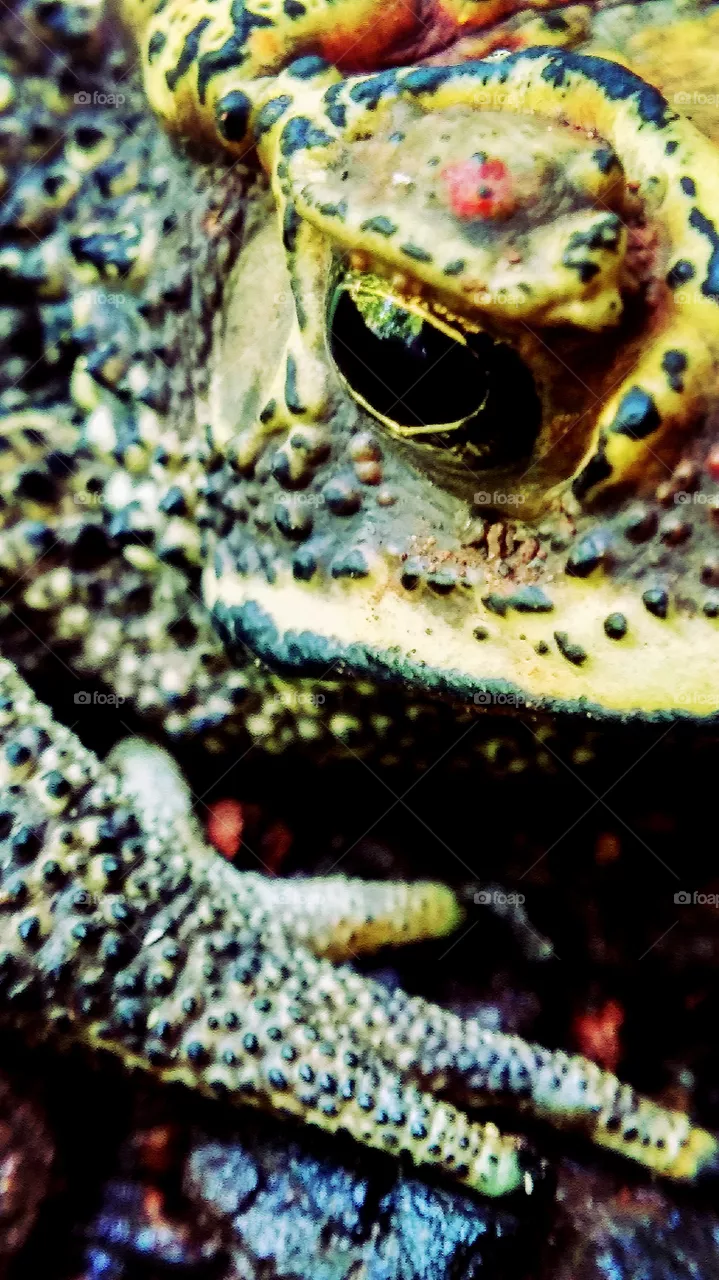 frog eyes