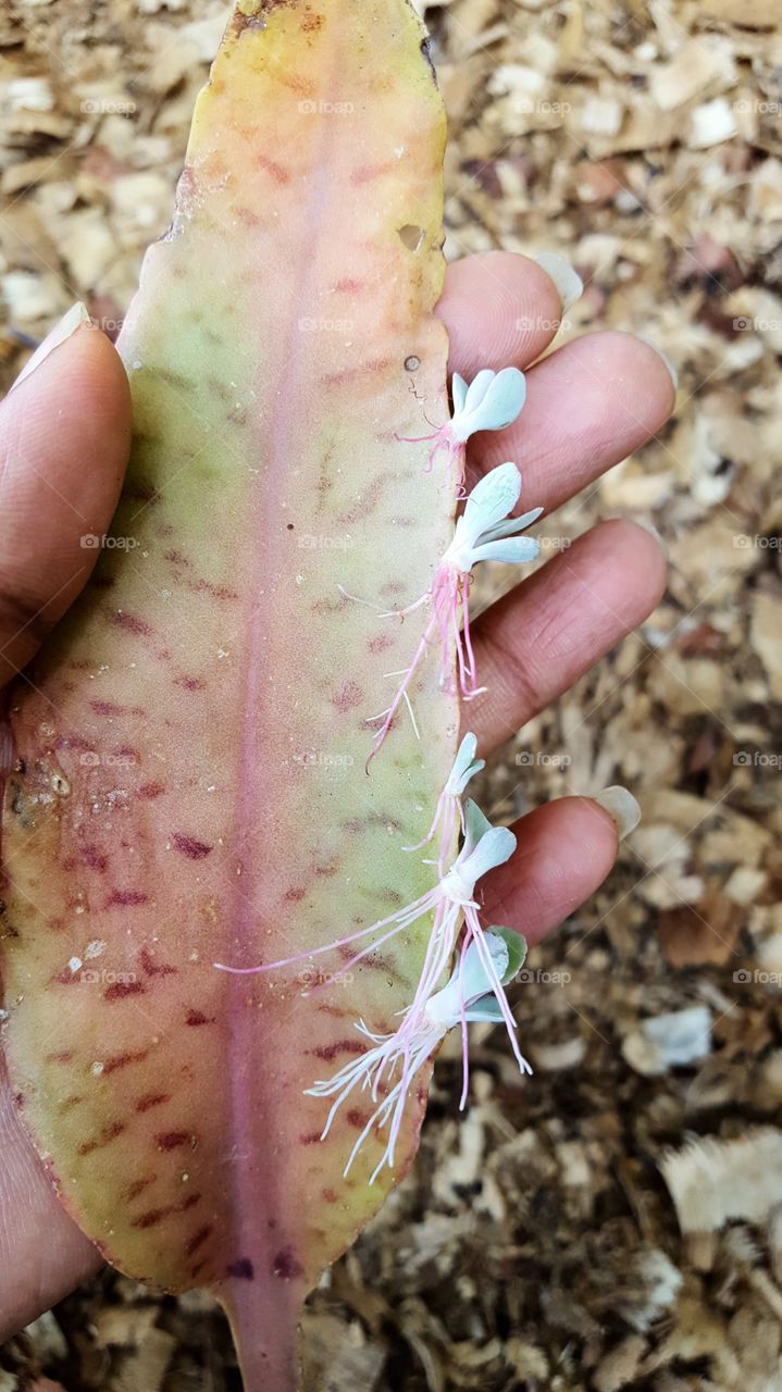 Donkey ear kalanchoe succulent leaf growth