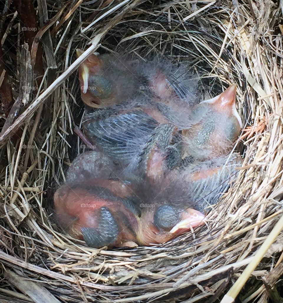 Baby birds in the nest 