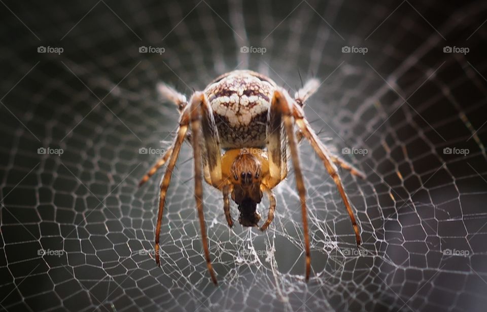 spider