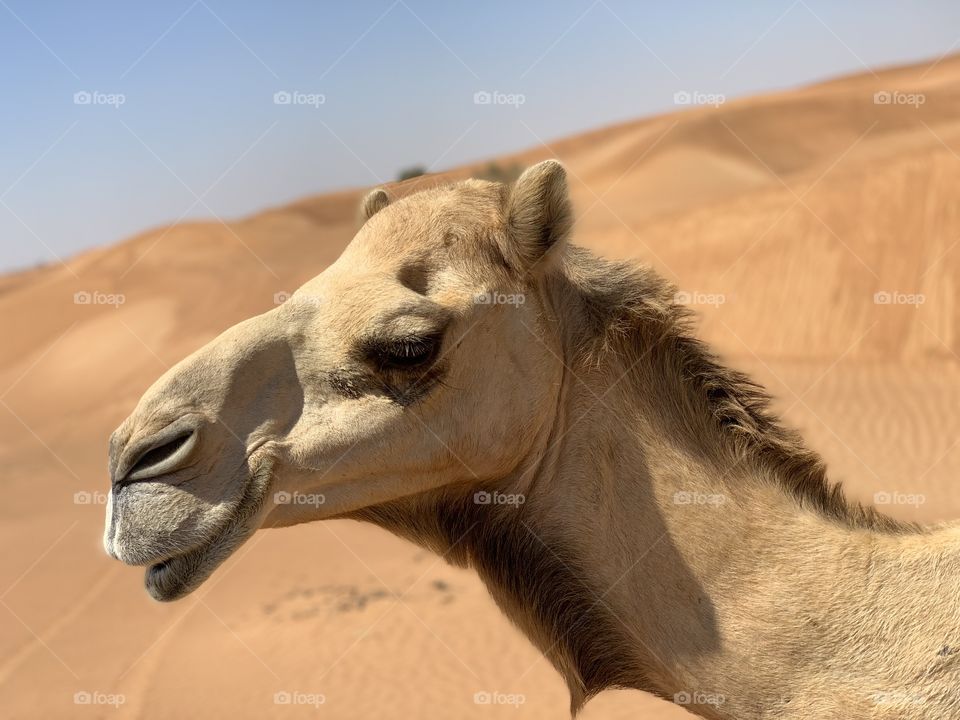 Camel in Dubai 4