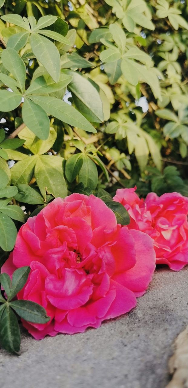  Pink Flower   