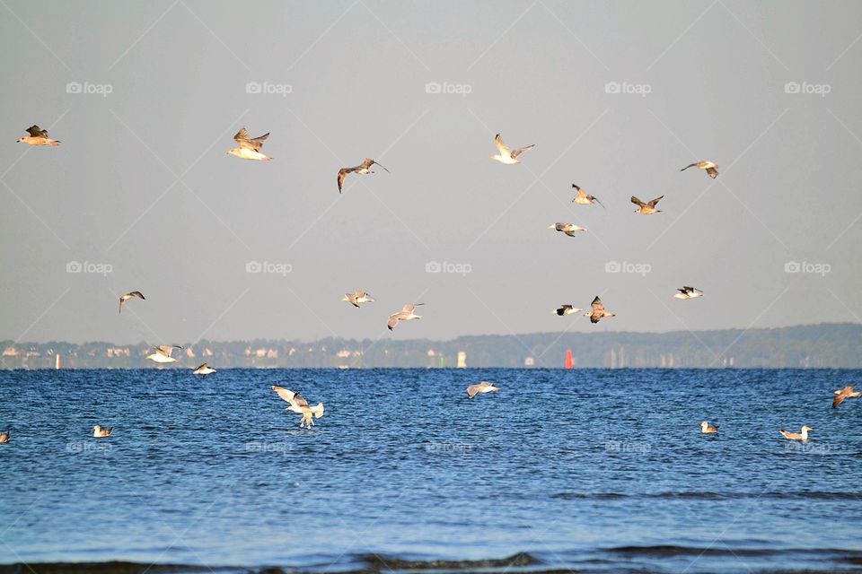 Seagulls over the ocean