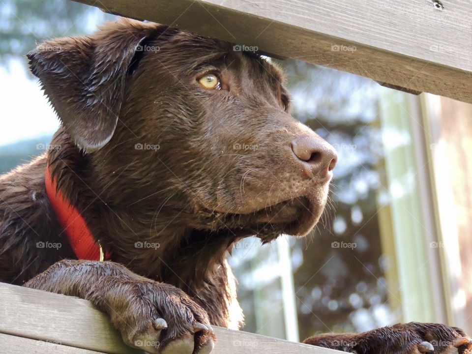 Chocolate Labrador laying down on a dark wooden porch deck looking out.