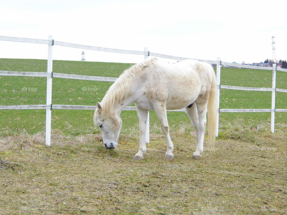 Horse are eating grass
