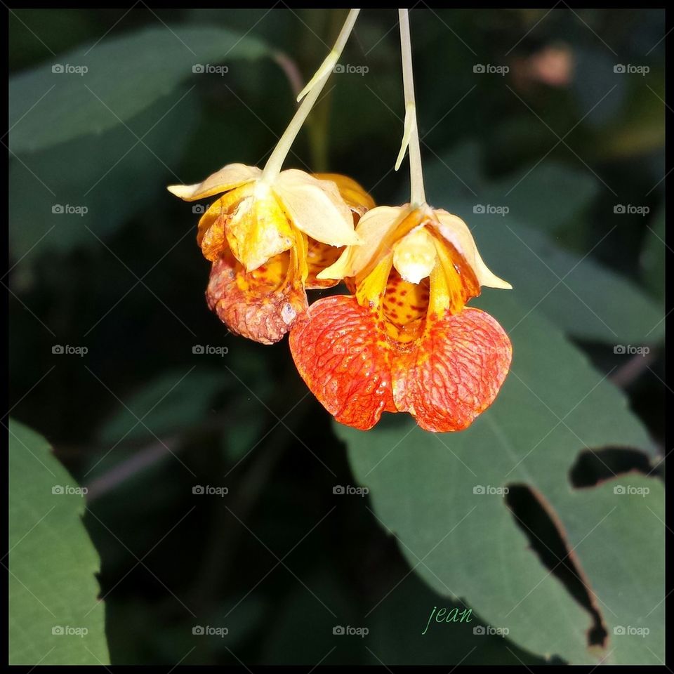 orange and yellow flowers