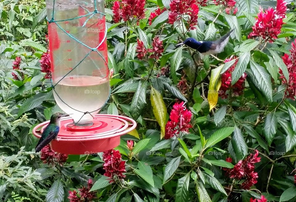 Hummingbirds love sugar water