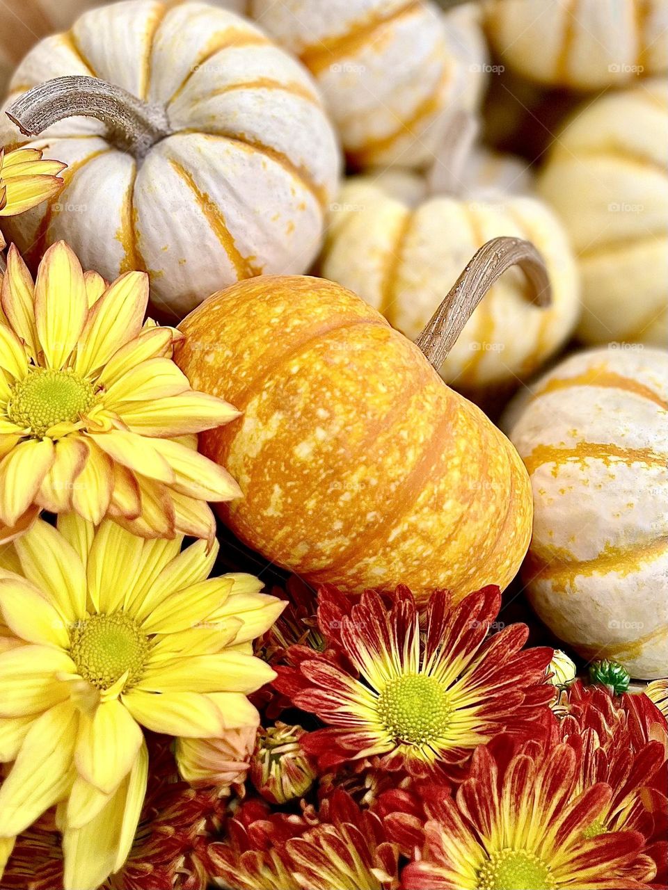 Fall pumpkins and flowers