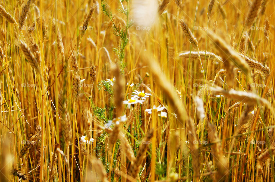 eat wheat. wheat cammomile flower