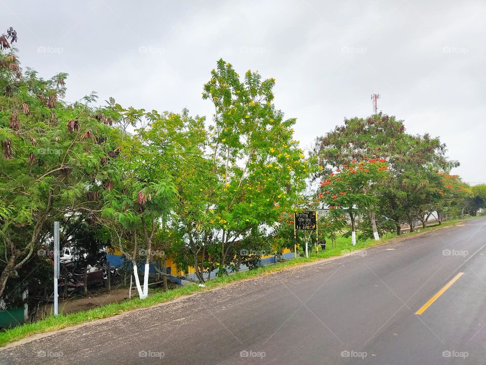 Contraste de los árboles coloridos con el pavimento 🛣️
